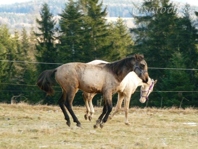 Spadag a Bagatyr, prosinec 2016