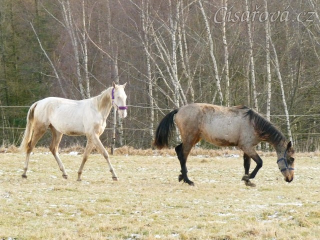 Spadag a Bagatyr, prosinec 2016