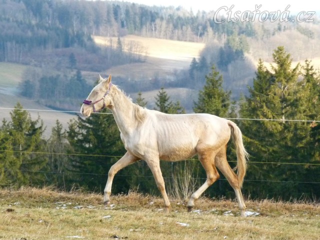 Bagatyr, prosinec 2016