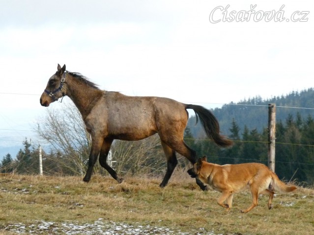 Spadag, prosinec 2016