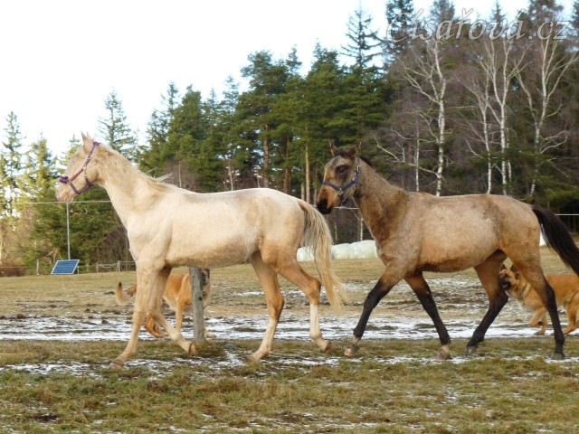 Spadag a Bagatyr, prosinec 2016
