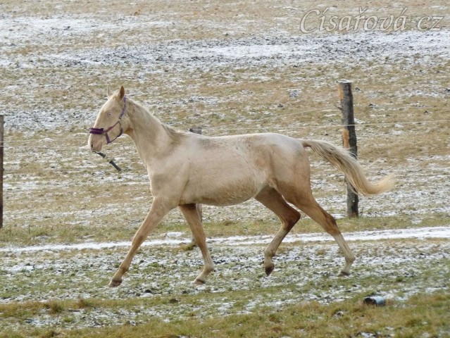 Bagatyr, prosinec 2016