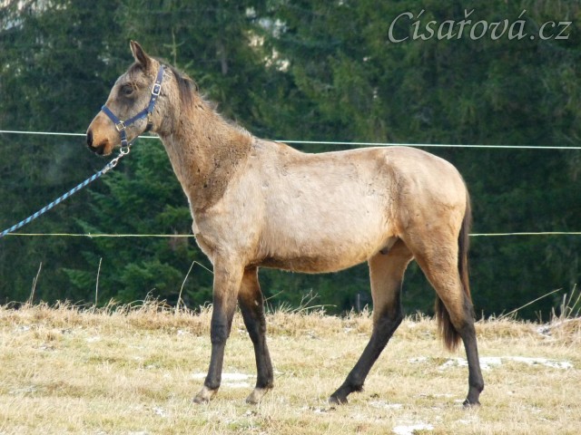 Spadag, prosinec 2016