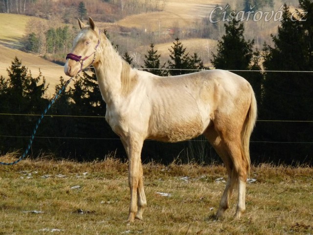 Bagatyr, prosinec 2016