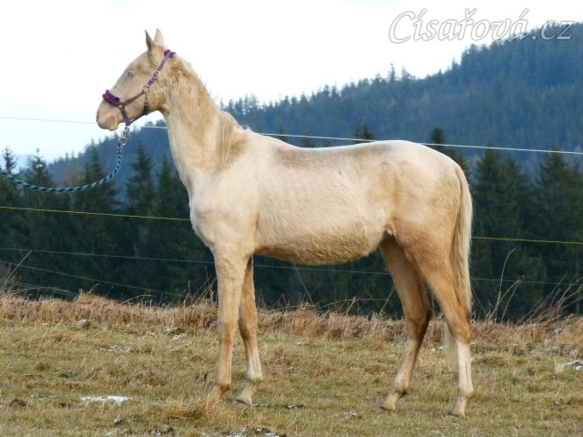 Bagatyr, prosinec 2016