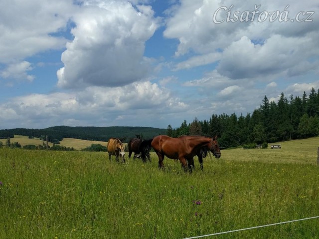 Stádo starých koní