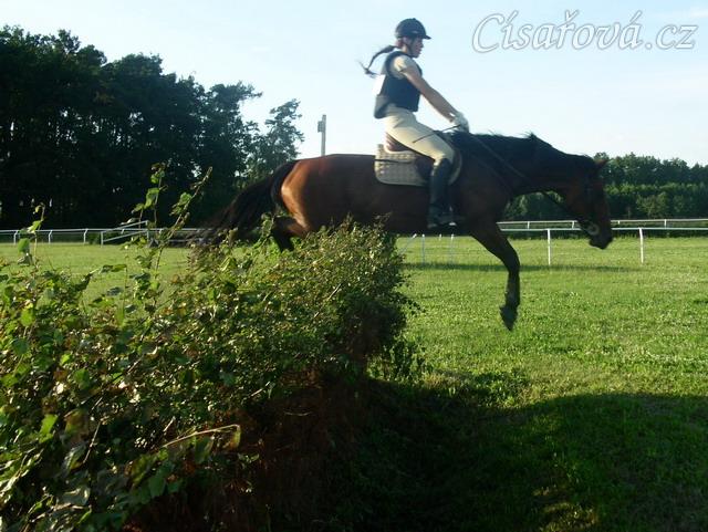 Trénink terénních skoků, skok přes proutěnku s příkopem za ní