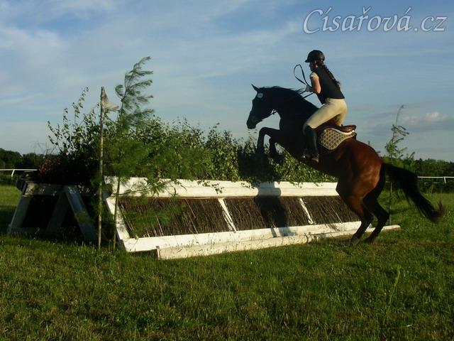 Trénink terénních skoků, skok přes dvě proutěnky stojící proti sobě (skok je přes 2 metry dlouhý a proutí je vysoké tak 180cm)