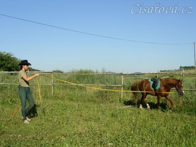 Janek na lonži se chambonem, už po týdnu lonžování chodí s hlavou dole a aktivně vykračuje od zádě.