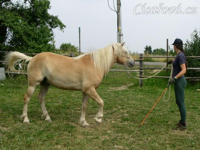 Vilibald je vysílán na kruh.