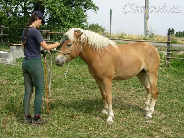 Bela při práci ze země: přátelská hra.