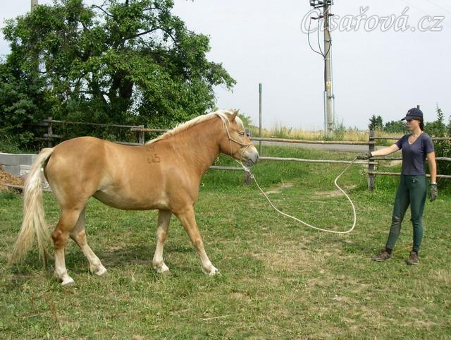 Bela při práci ze země: jojo hra, couvání na vlnění lanem.