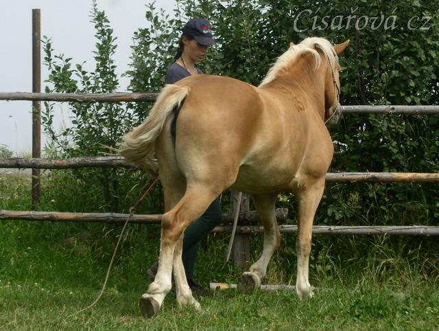 Bela při práci ze země: stranová hra, ustupování do strany podel ohrady.
