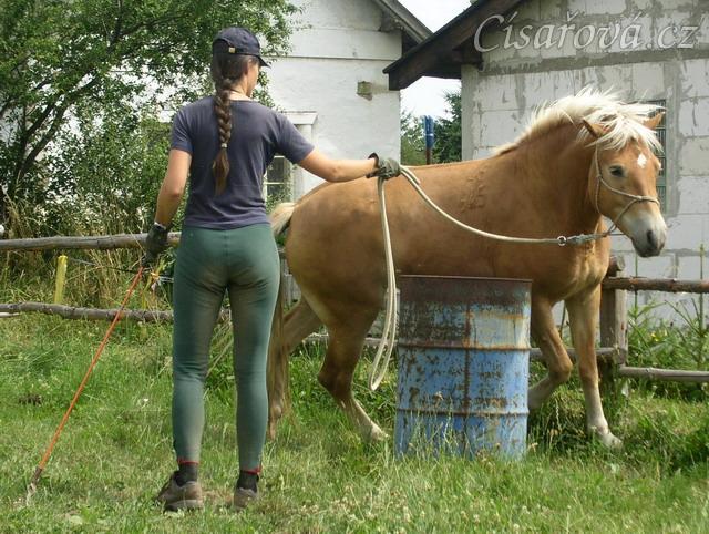 Bela při práci ze země: stlačovací hra, procházení mezi sudem a ohradou.