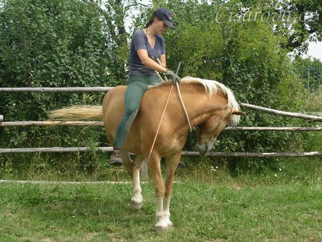 Bela ohybá hlavu a přitom ustupuje zádí.