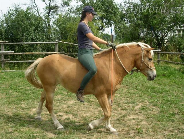 Bela jde s jezdcem po jízdárně.