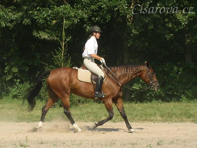 Opracovávání před drezurní zkouškou: uvolnění koně.