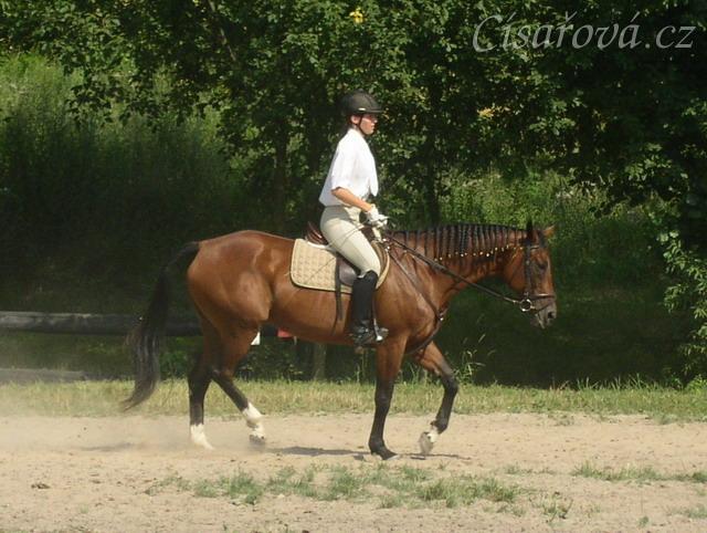 Opracovávání před drezurní zkouškou: uvolnění koně.