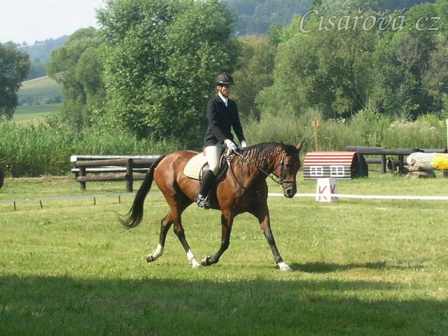 Drezurní zkouška: prodloužený klus