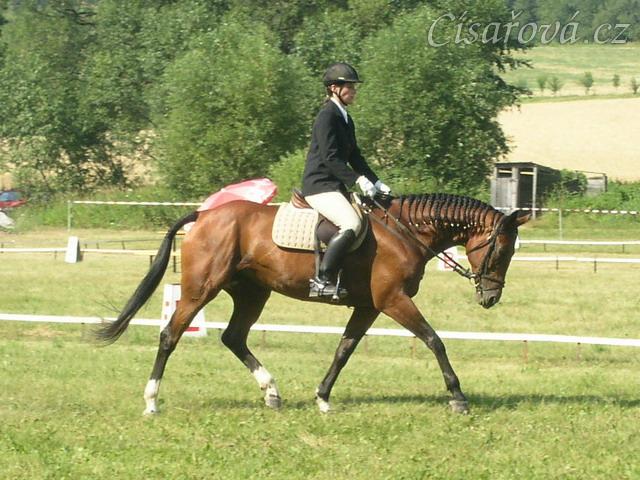 Drezurní zkouška: prodloužený klus