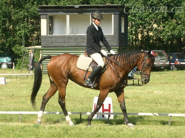 Drezurní zkouška: krok