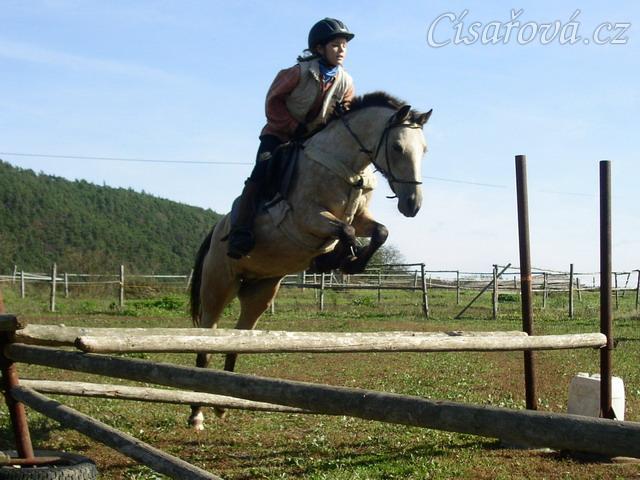 Tereza a Greisy: skoky přes větší překážky také nejsou problém, jen se jezdkyně jednou rukou ještě drží sedla.