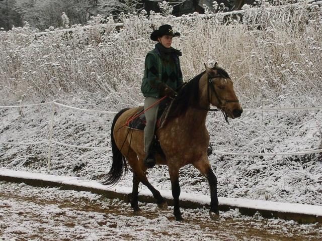 klidný klus okolo jízdárny