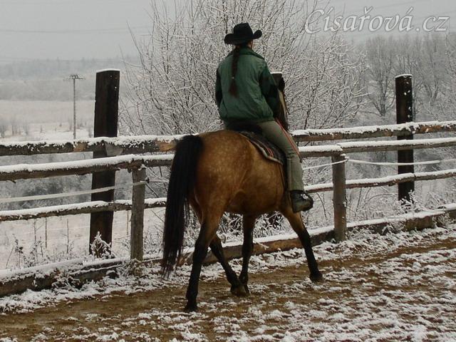 Ustupování na holeň v klusu