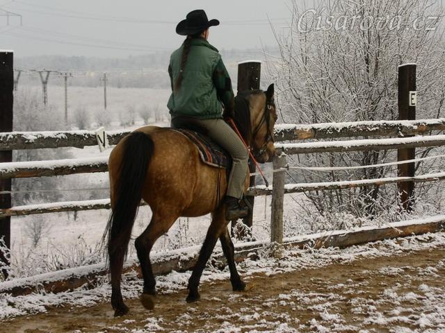 Keisy v kroku vyjadřující názor na udidlo