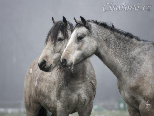 Greisy a Galen, foto Tereza Huclová