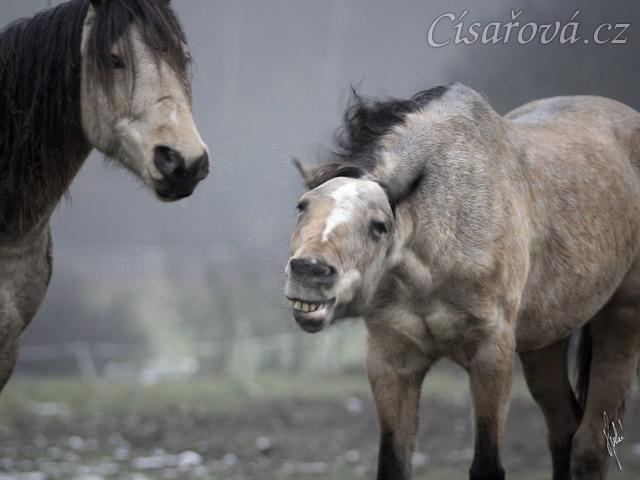 Greisy a Galen, foto Tereza Huclová