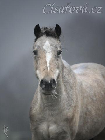 Greisy, foto Tereza Huclová