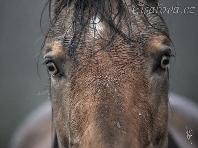 Keisy, foto Tereza Huclová