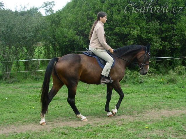 Krok na jízdárně, začínáme pracovat na sebrání