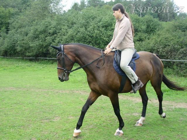 Krok na jízdárně, ohnutí na kruhu, začínáme pracovat na sebrání