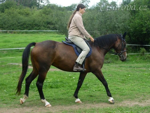 Krok na jízdárně, začínáme pracovat na sebrání