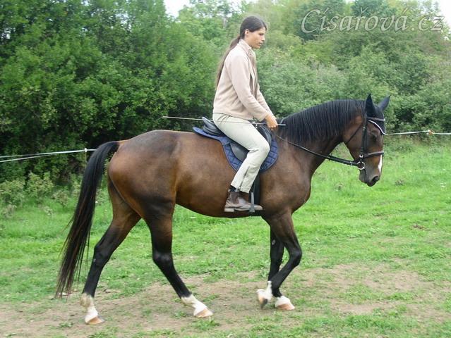 Krok na jízdárně, začínáme pracovat na sebrání