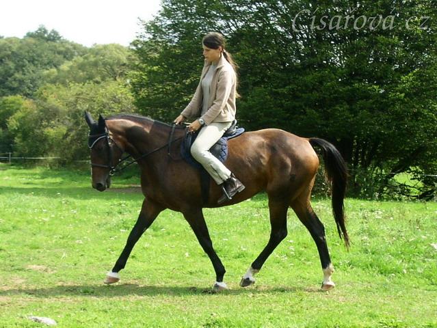 Klus na jízdárně, začínáme pracovat na sebrání, někdy je potřeba použít víc holeně