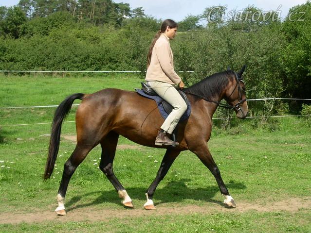 Klus na jízdárně, začínáme pracovat na sebrání