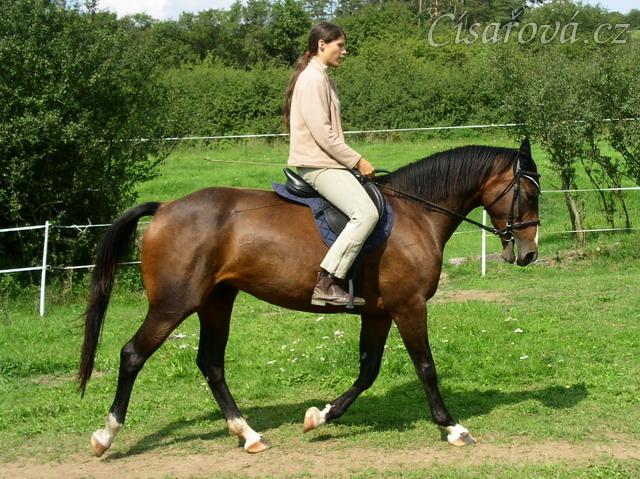 Klus na jízdárně, začínáme pracovat na sebrání