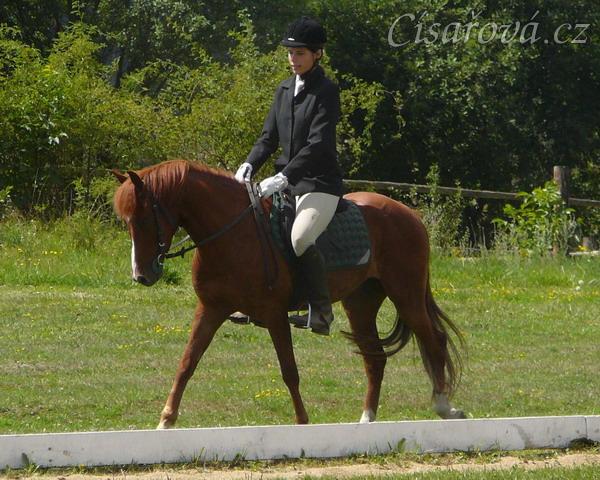 Janek kráčí k rozhodčím na své první drezuře