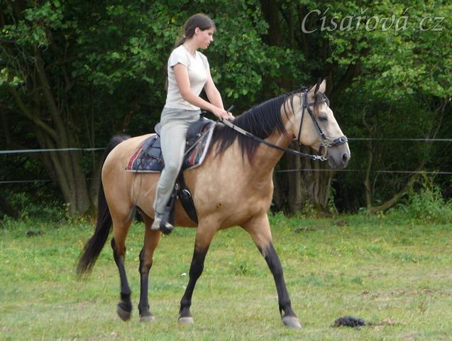 Jízdárna, ohnutí na kruhu v kroku