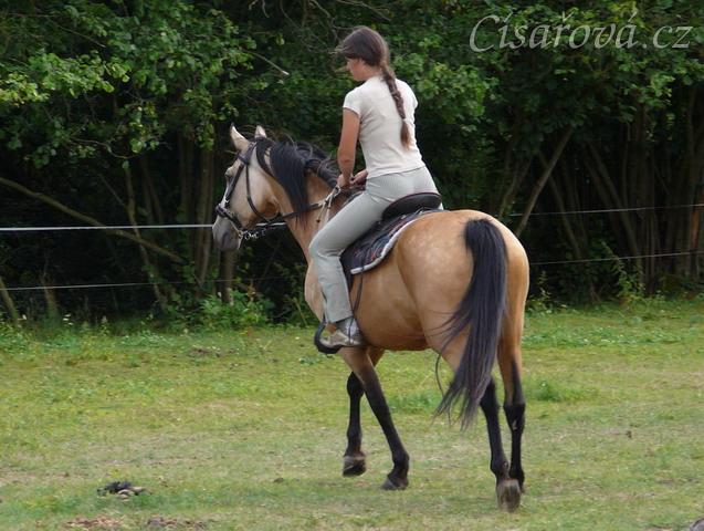 Jízdárna, ohnutí na kruhu v kroku
