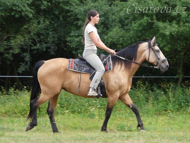 Jízdárna, klidný krok