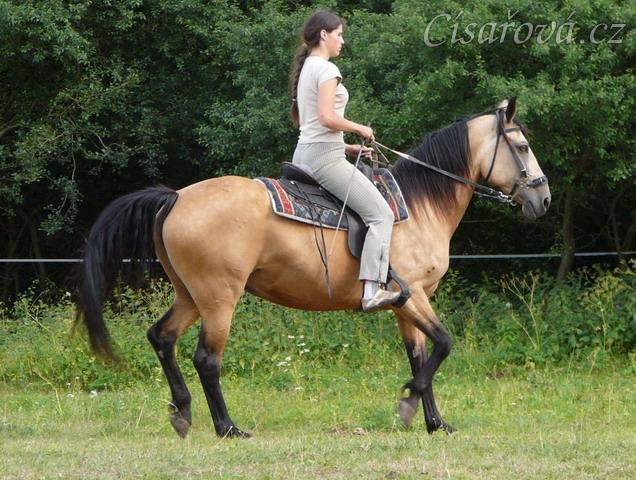 Jízdárna, zpomalení v klusu