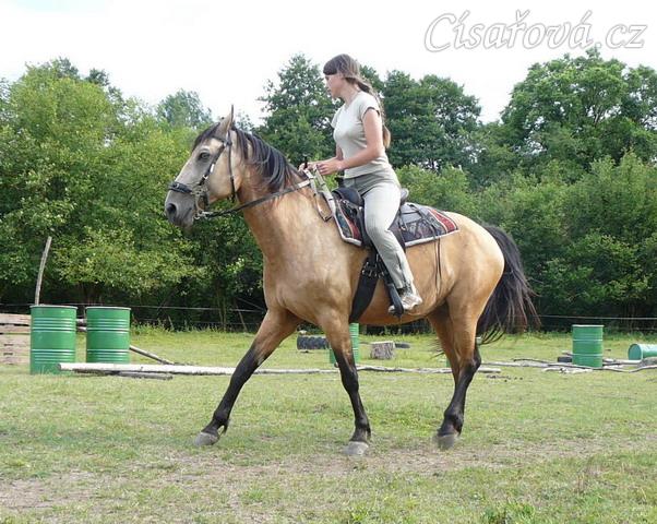 Jízdárna, kruh v klusu