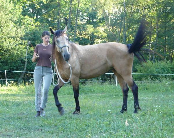 Práce ze země, obrat kolem zadku