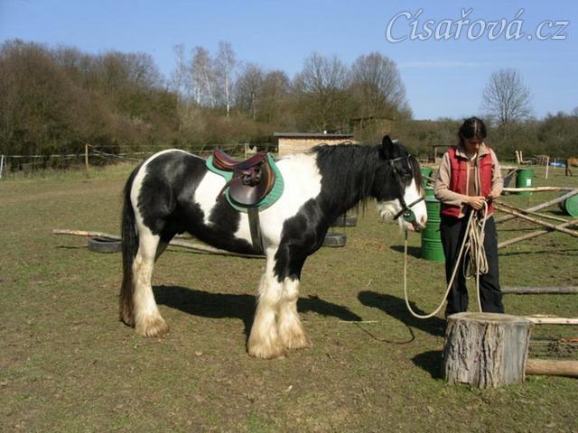 První sedlání a uždění - Bas klidně stojí