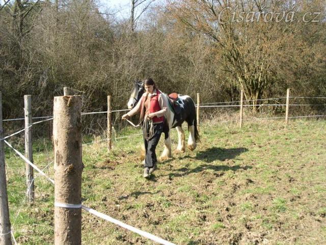 První lonžování - Bas je veden po kruhu