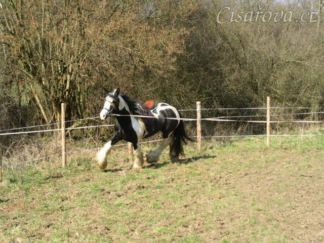 První lonžování - klus